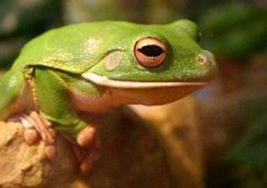 التغيرات المناخية وشدة الحرارة وراء اختفاء 95% من الضفادع البحرية